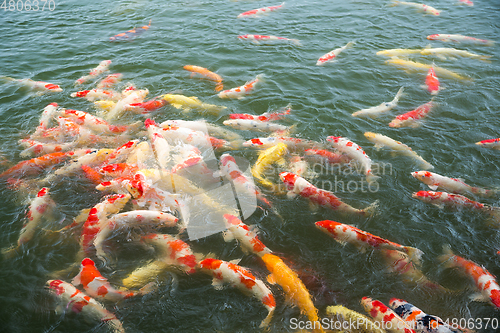 Image of Koi fish