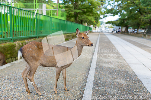 Image of Deer in Nara park