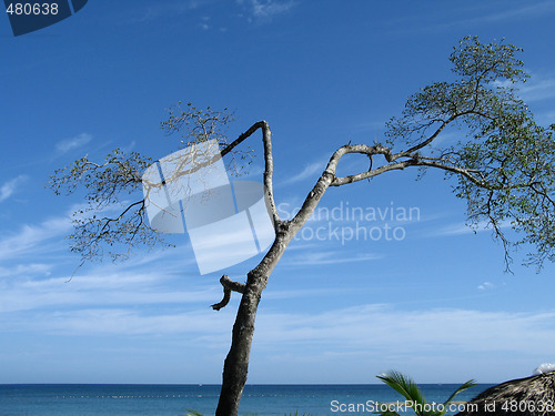 Image of small tree by the blue ocean