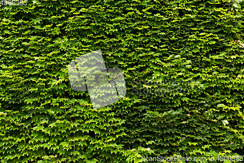 Image of leaves of ivy covering the wall