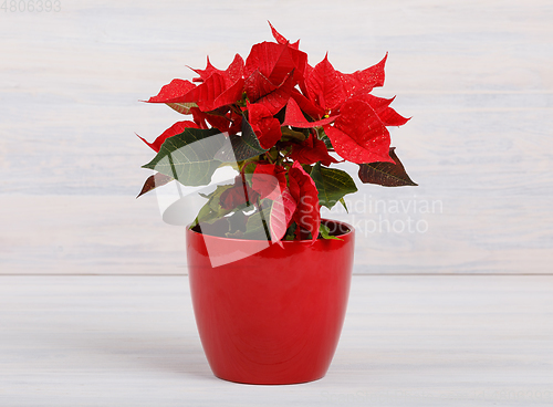 Image of christmas flower red Poinsettia