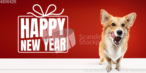 Image of Young dog posing isolated on red studio background, wishes happy New Year