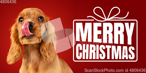 Image of Young dog posing isolated on red studio background, wishes happy New Year
