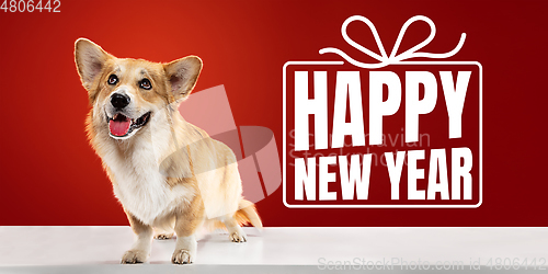 Image of Young dog posing isolated on red studio background, wishes happy New Year