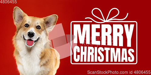 Image of Young dog posing isolated on red studio background, wishes happy New Year