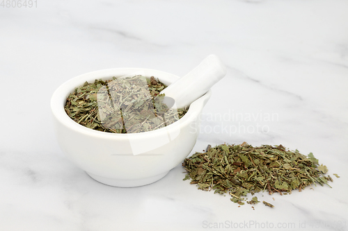 Image of Bilberry Herb Leaves used in Herbal Medicine