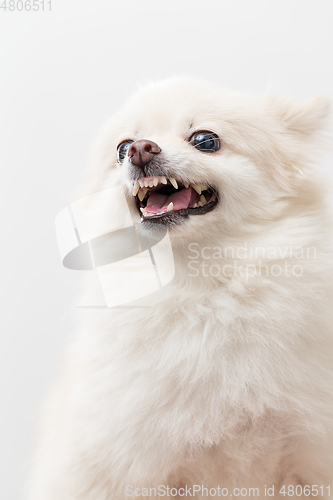 Image of White Pomeranian barking over white background