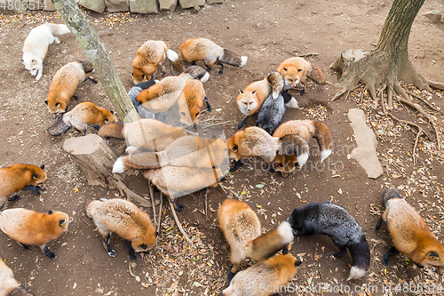 Image of Many fox eating together