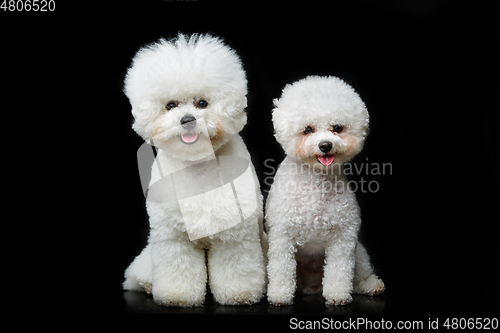 Image of beautiful bichon frisee dogs