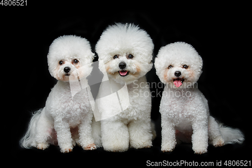 Image of beautiful bichon frisee dogs