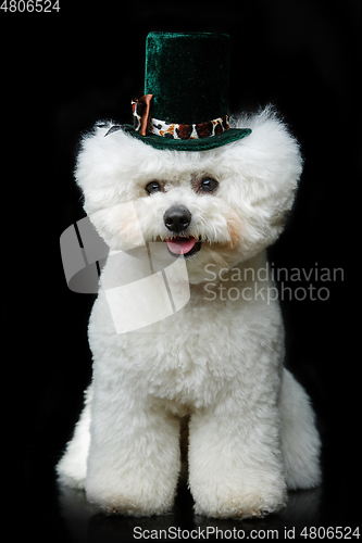 Image of beautiful bichon frisee dog in cute hat