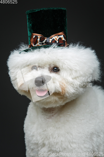 Image of beautiful bichon frisee dog in cute hat