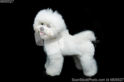 Image of beautiful bichon frisee dog