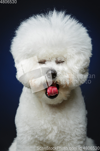 Image of beautiful bichon frisee dog