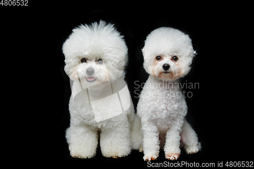 Image of beautiful bichon frisee dogs