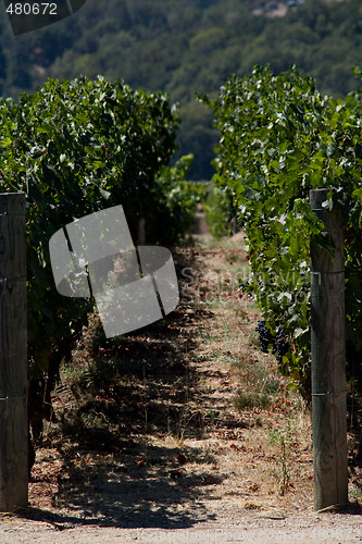 Image of Winery