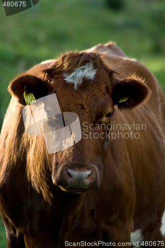 Image of Cow 1