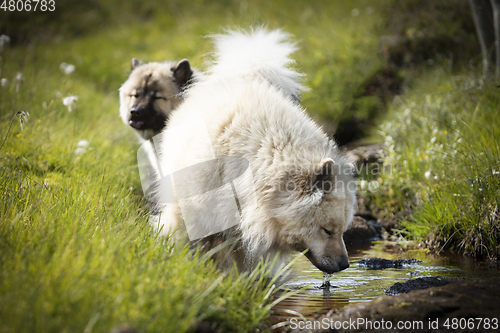 Image of Eurasier