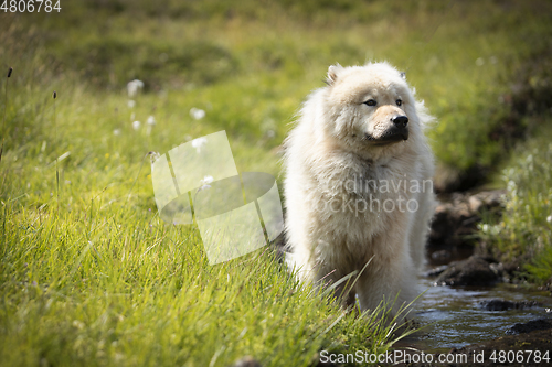 Image of Eurasier