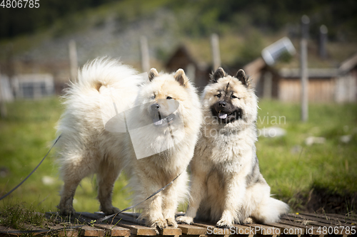 Image of Eurasier