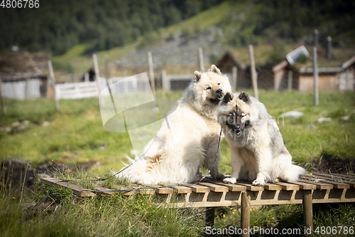 Image of Eurasier