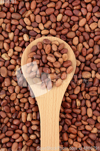 Image of Healthy Organic Fava Beans 