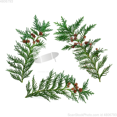 Image of Eco Symbol of Cedar Cypress Leaves   