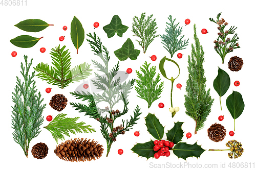 Image of Winter Greenery of European Flora with Holly Berries