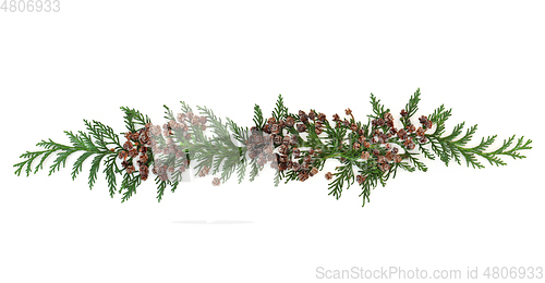 Image of Decorative Cedar Cypress Arborvitae Leaf Sprigs