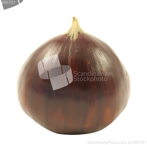 Image of Chestnut