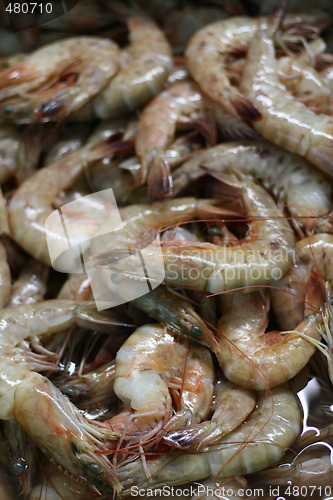 Image of White Shrimps
