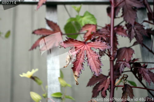 Image of Red Leaf