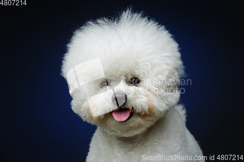 Image of beautiful bichon frisee dog