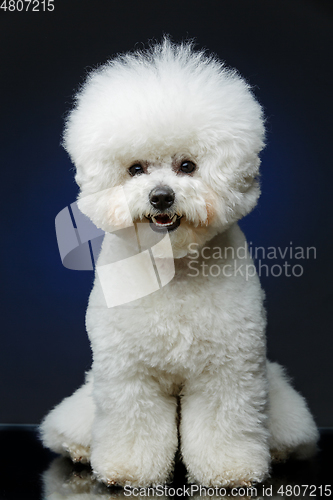 Image of beautiful bichon frisee dog