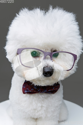 Image of beautiful bichon frisee dog in bowtie and glasses