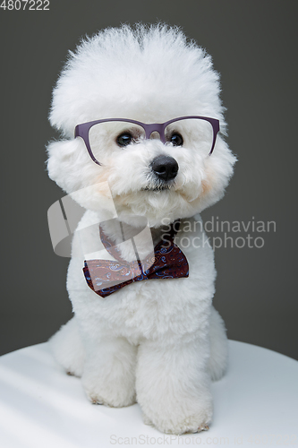 Image of beautiful bichon frisee dog in bowtie and glasses