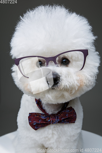 Image of beautiful bichon frisee dog in bowtie and glasses