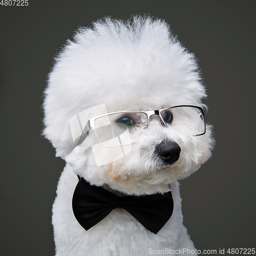 Image of beautiful bichon frisee dog in bowtie and glasses