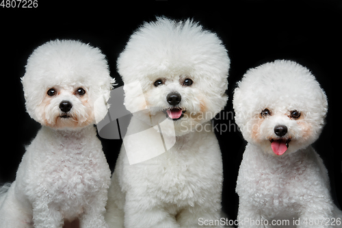 Image of beautiful bichon frisee dogs