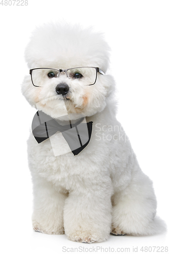 Image of beautiful bichon frisee dog in bowtie and glasses