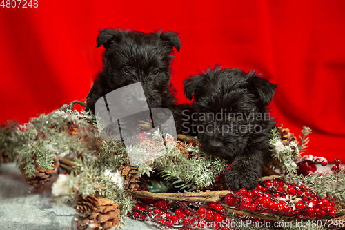 Image of Studio shot of scottish terrier puppies on red studio background