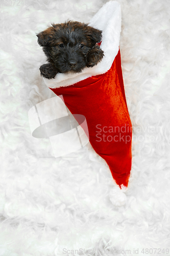 Image of Studio shot of scottish terrier puppy on white studio background