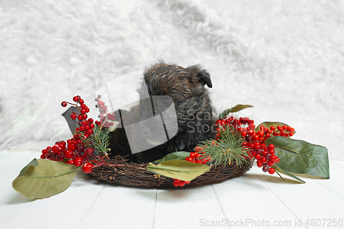 Image of Studio shot of scottish terrier puppy on white studio background