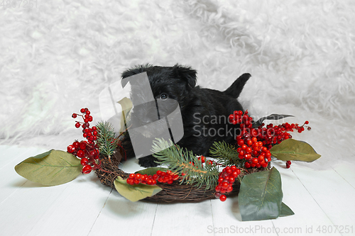 Image of Studio shot of scottish terrier puppy on white studio background