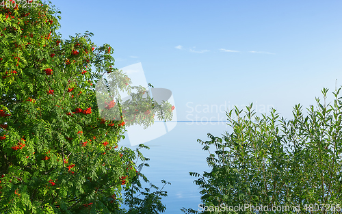 Image of Rowan (Mountain Ash) and Willow by the Lake under the Blue Sky