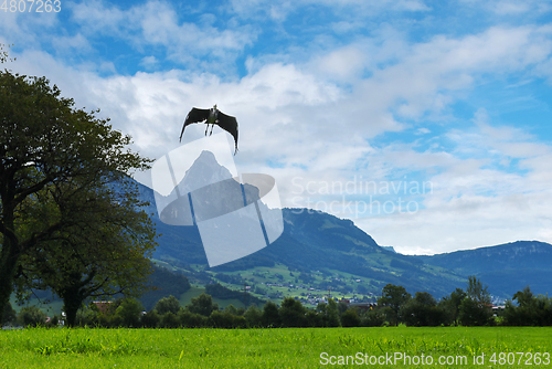 Image of Landscape with mountains and flying bird, Switzerland Alps