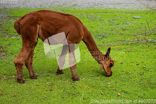 Image of Beautiful young brown llama is eating green grass