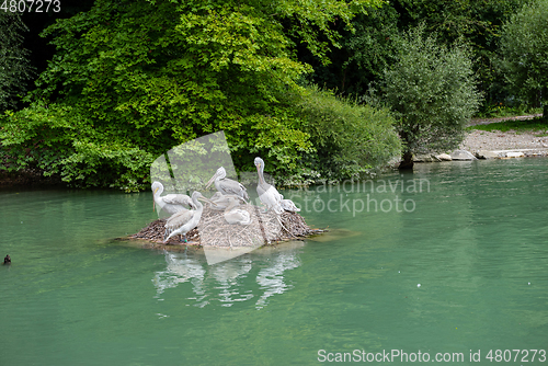 Image of Pelican colony sitting on the stone in the pond