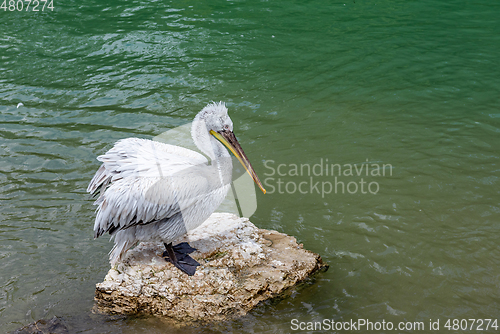 Image of Close Up to pelican sitting on the stone in the pond
