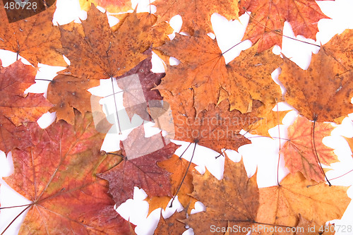 Image of autumn background